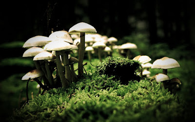 [Thiphereth] Cogumelos Dourados